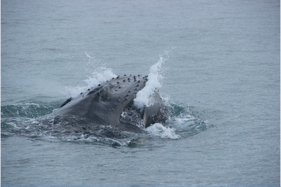 SA_feeding humpback_small
