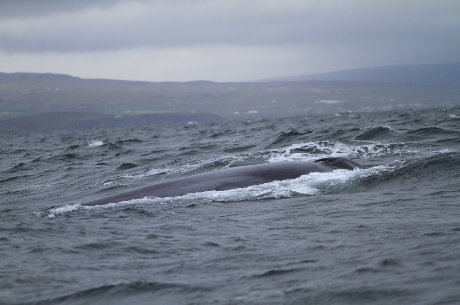 SA_BlueWhale1