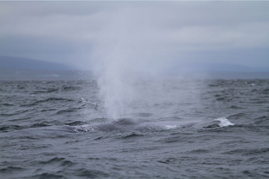 SA_BlueWhale2