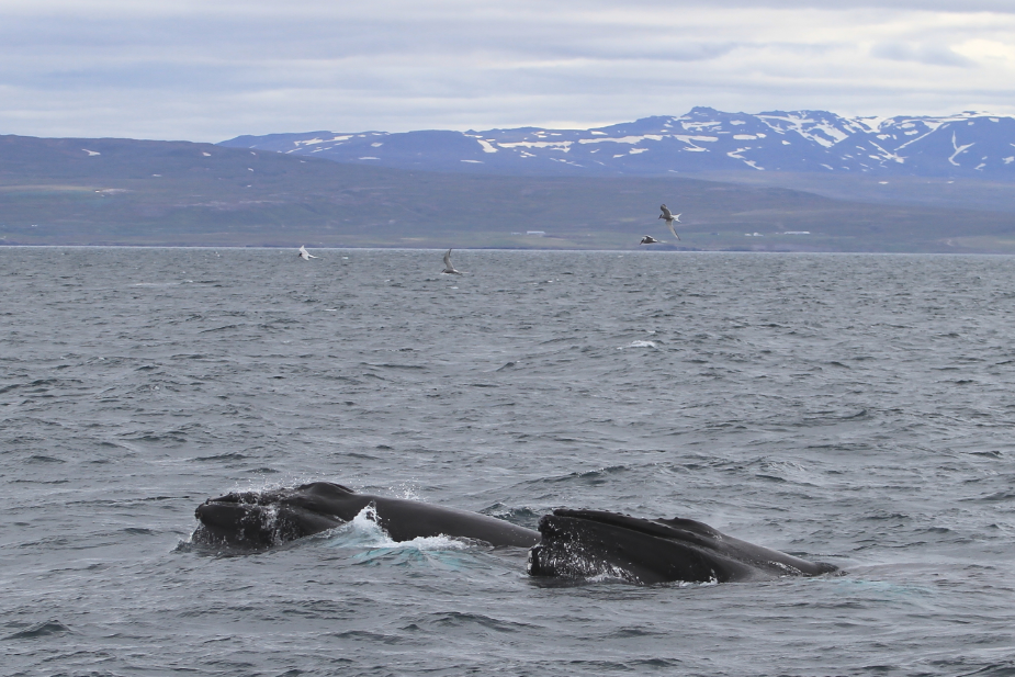 SA_feeding humpbacks1_small