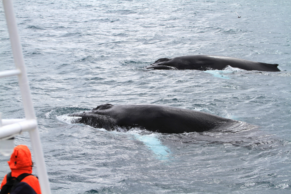 SA_feeding humpbacks2_small