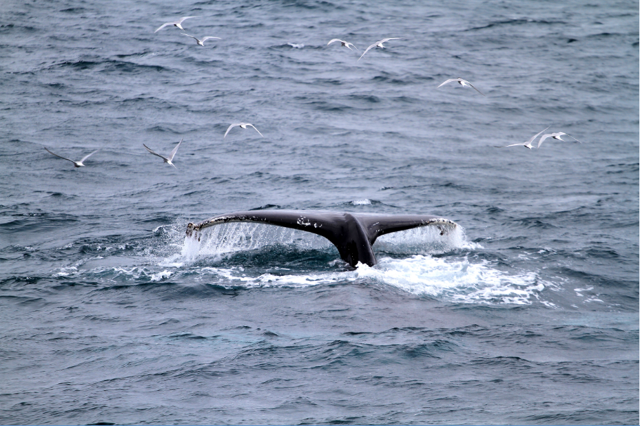 SA_feeding humpbacks3_small