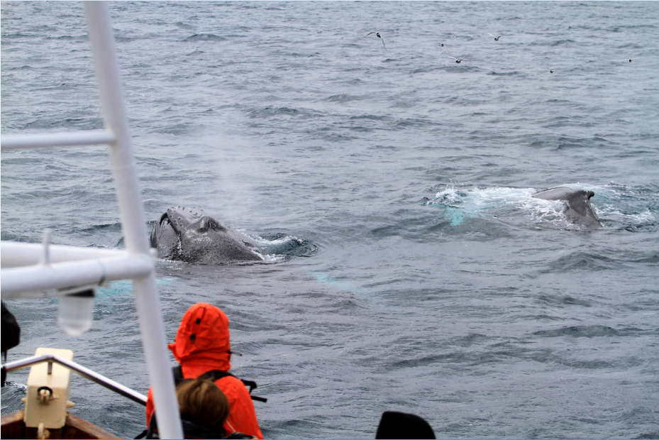 SA_feeding humpbacks4_small