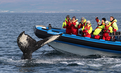 A beautiful humpback taking a deep dive close to our RIB Amma Kibba.