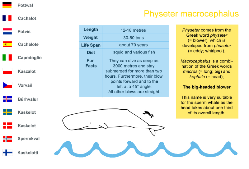 6. Sperm whale