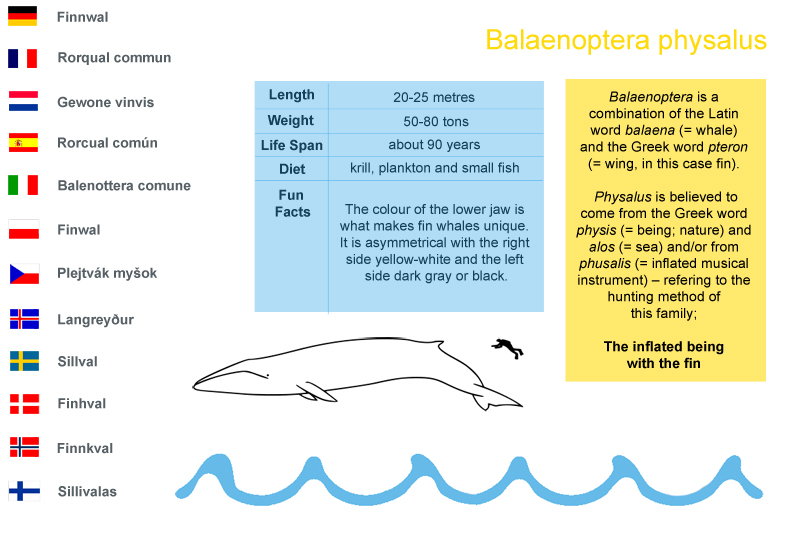10. Fin whale