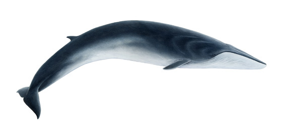 Fin whale photo.