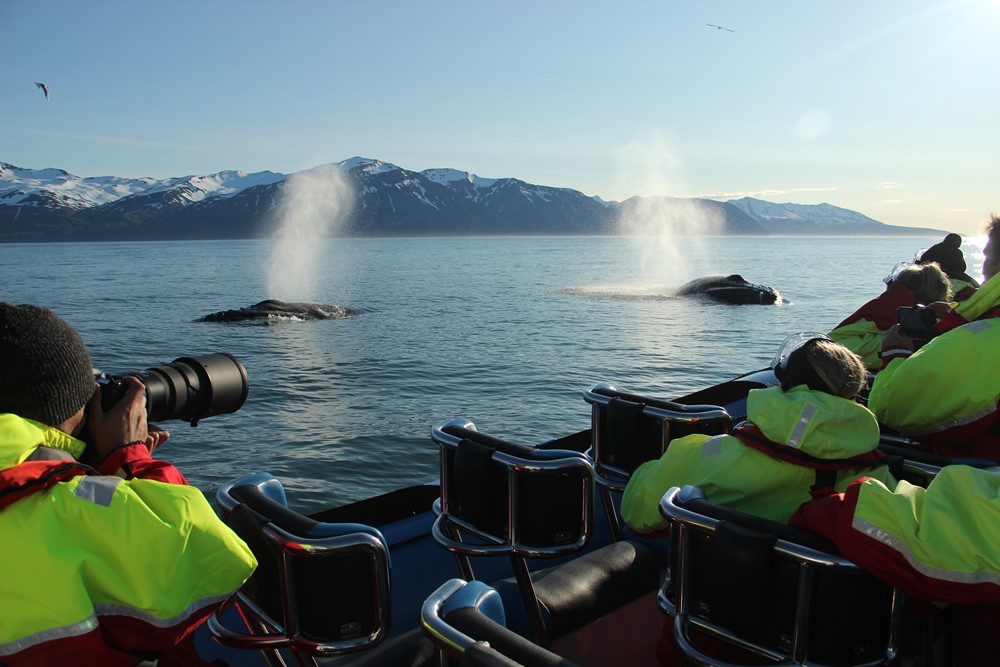 Avistamiento de ballenas en Húsavík, Islandia