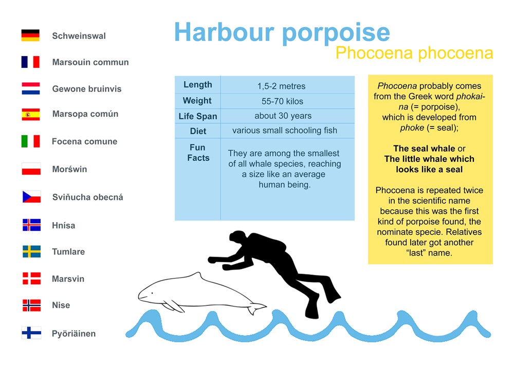 Harbour porpoise (Phocoena phocoena)
