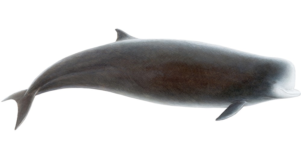 Northern bottlenose whale (Hyperoodon ampullatus)