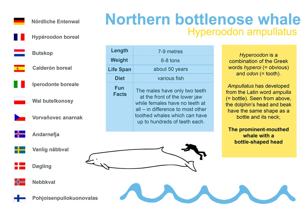 Northern bottlenose whale (Hyperoodon ampullatus)