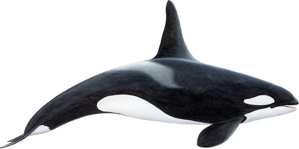 Orca - Killer whale (Orcinus orca)