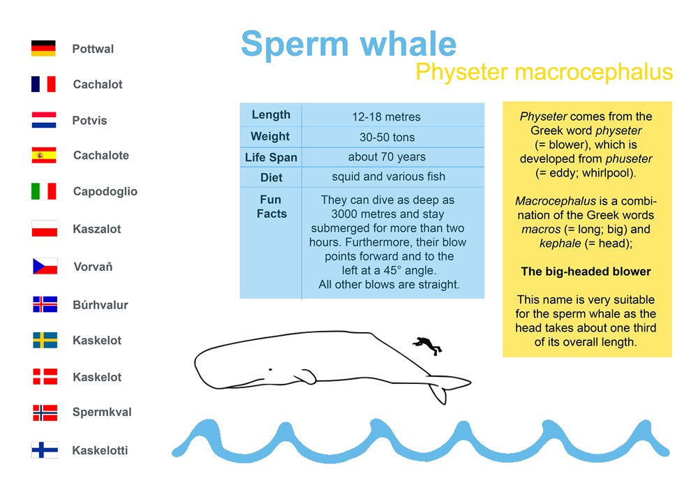 Sperm whale (Physeter macrocephalus)