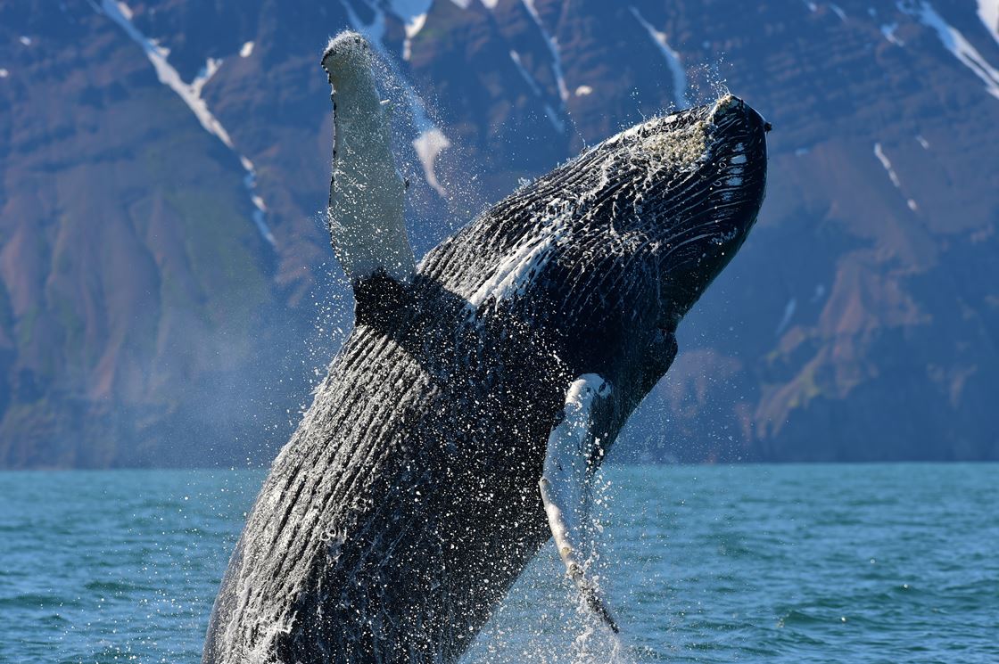 Why Do Humpbacks Breach New Research May Explain Why Gentle Giants Whale Watching Husavik Iceland
