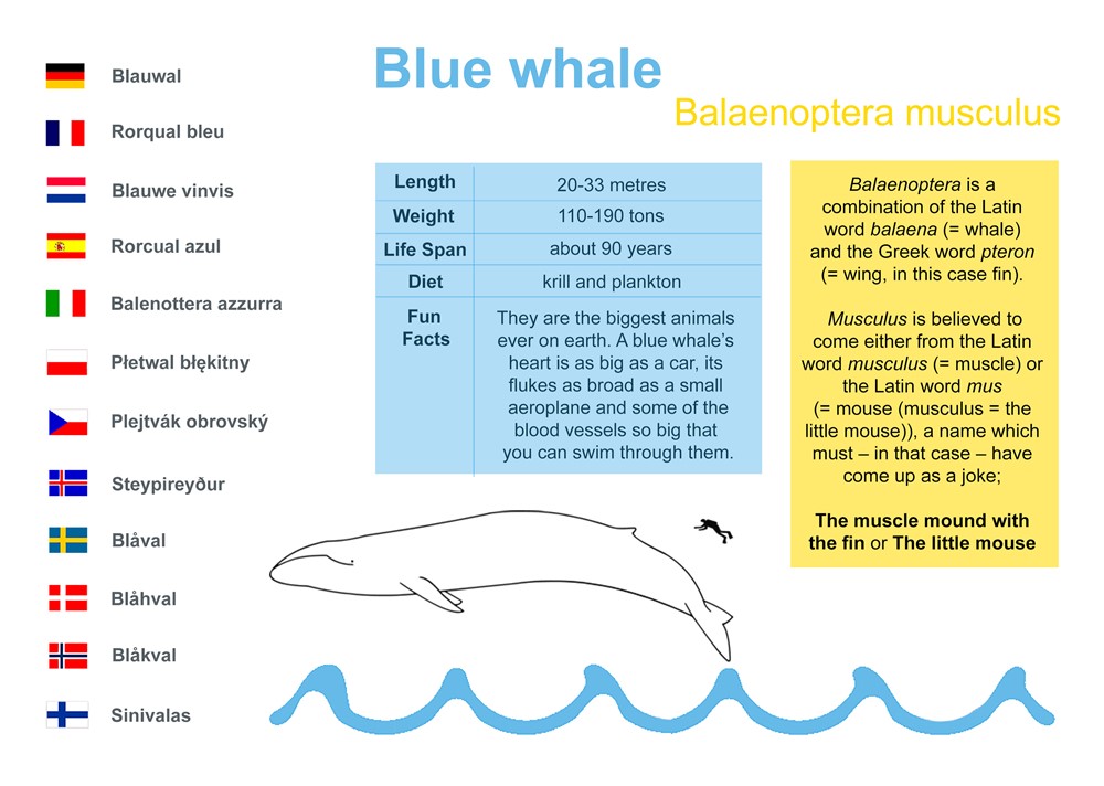 Blue whale (Balaenoptera musculus)