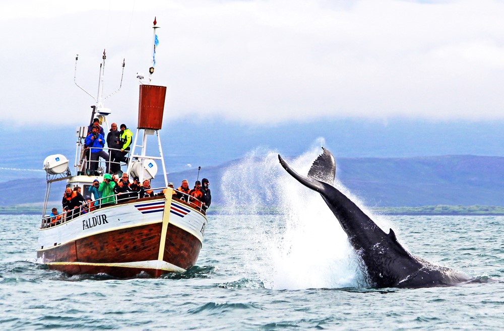 GG1 Avistamiento de ballenas Húsavík, Islandia