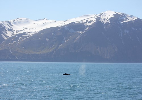 Oldest identified humpback seen in the bay in 2007 and 2015