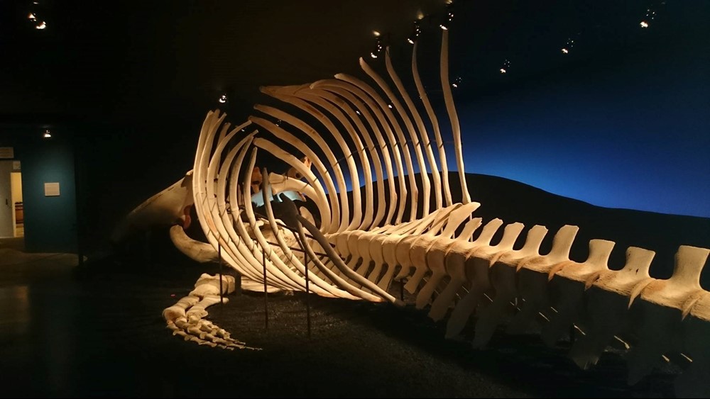 Húsavík Whale Museum