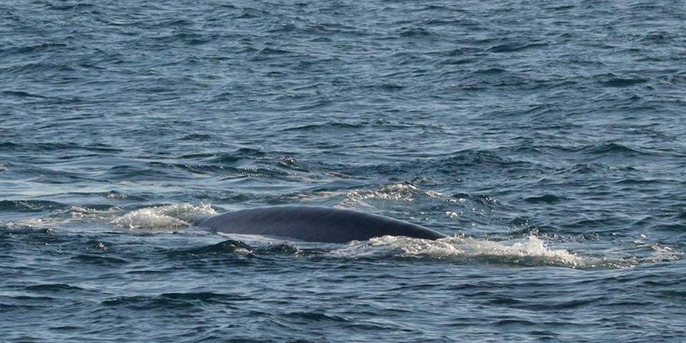 Blue Whale in April