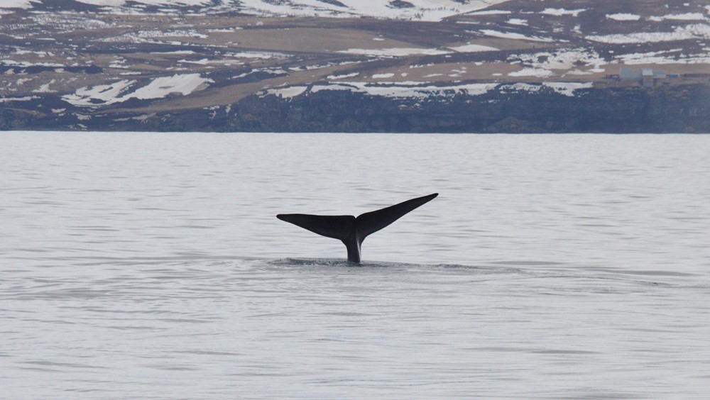 Blue Whales in Skjálfandi Bay