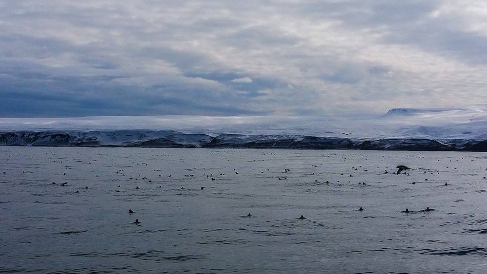 Birdlife in Skjálfandi Bay