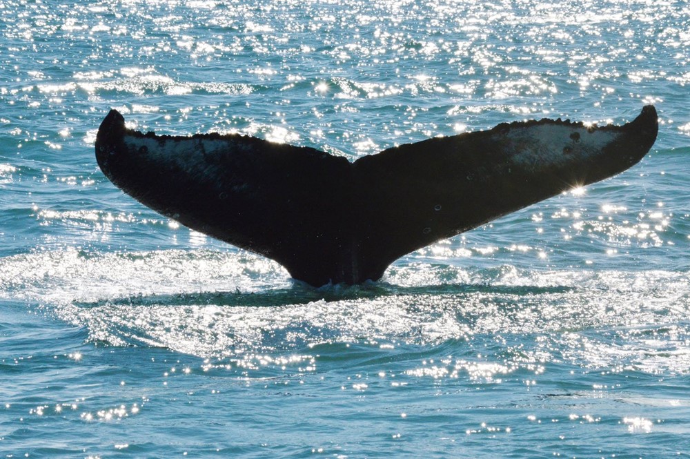 Humpback Orien in Skjálfandi Bay