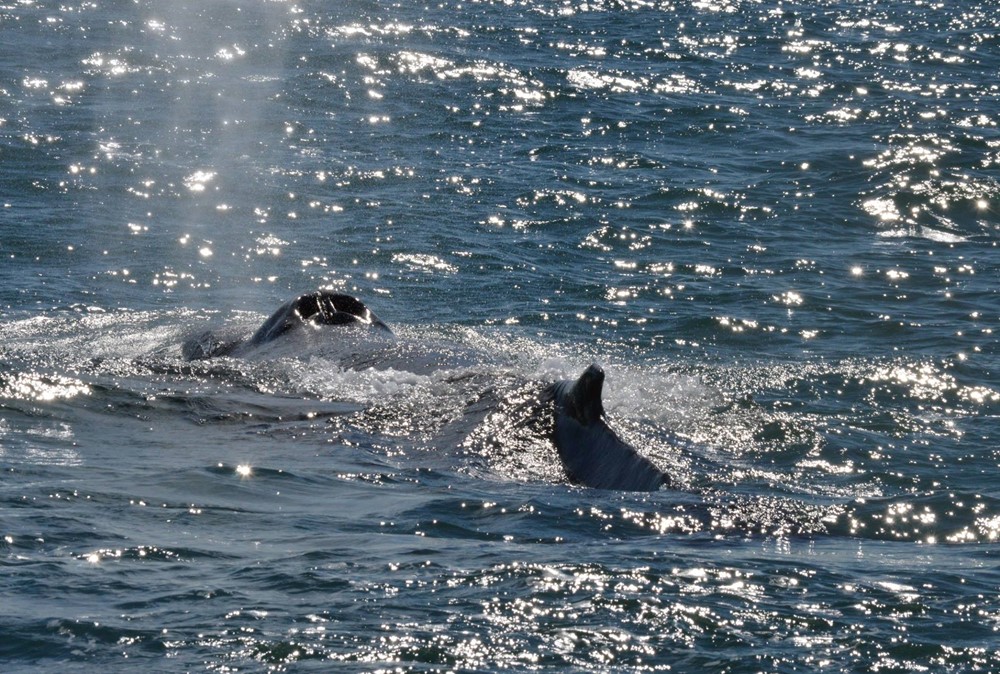 Humpback Orien in Skjálfandi Bay