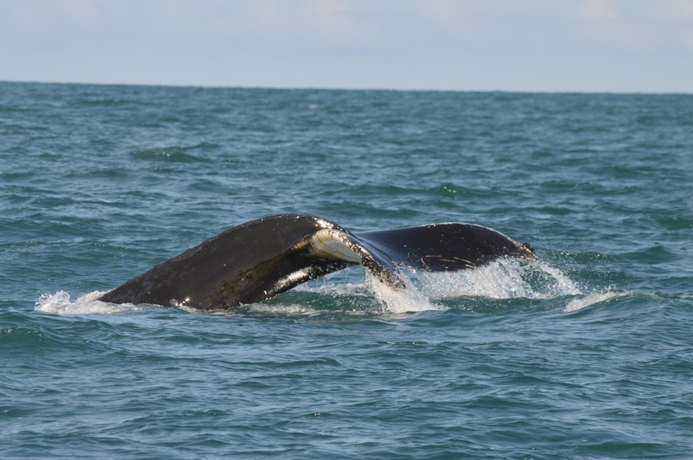 CB_humpbacktail.jpg