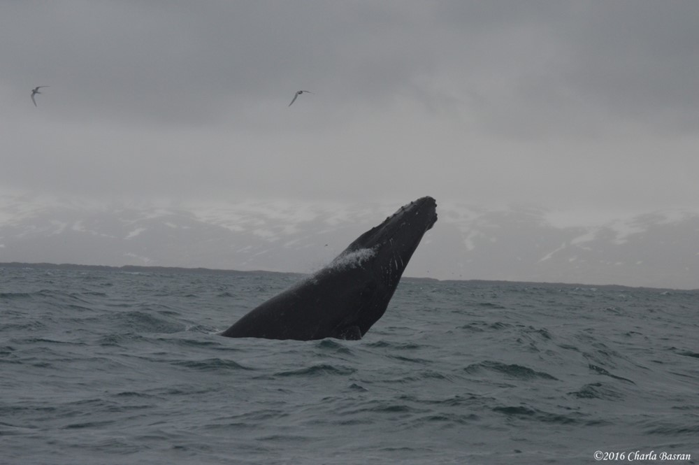 Humpback whale chin slapping