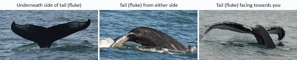Humpback whale scar analysis