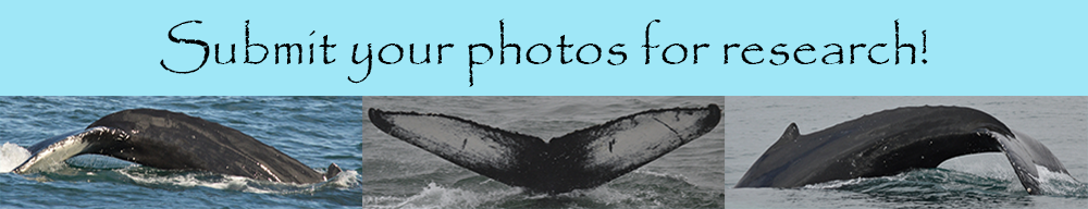 Humpback Whale Scar Analysis