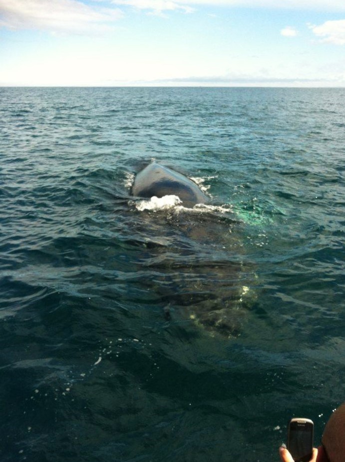 CB_Humpback approach.jpg