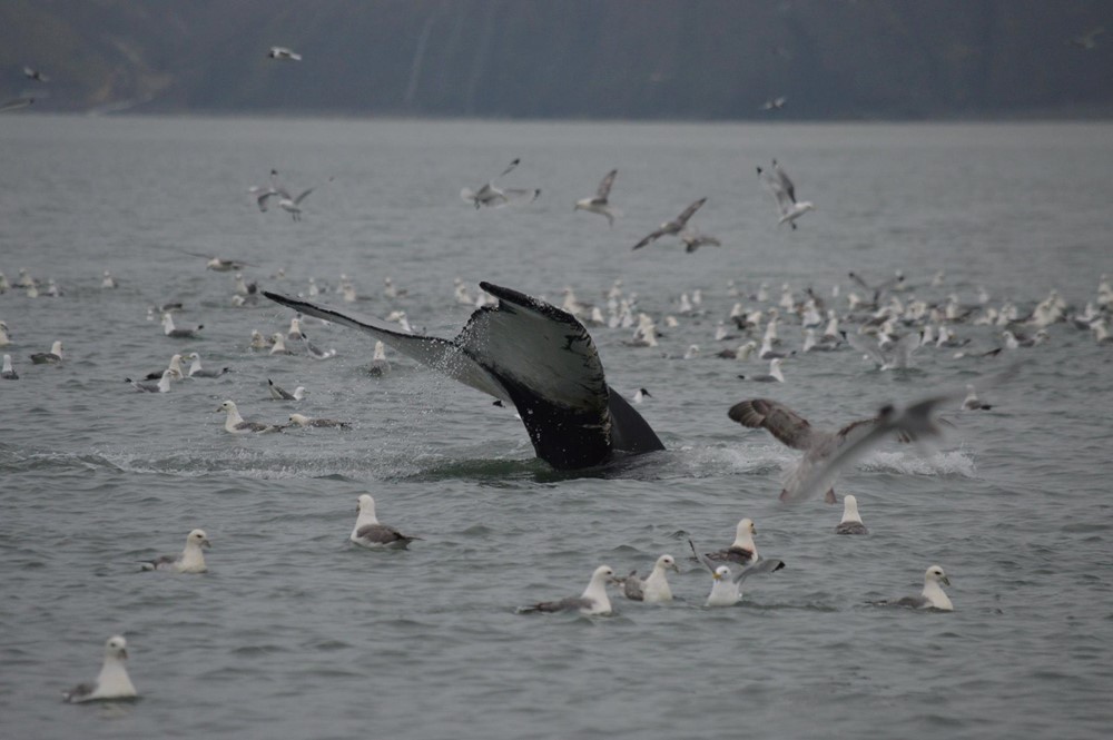 CB_Birds and Whales 2.jpg