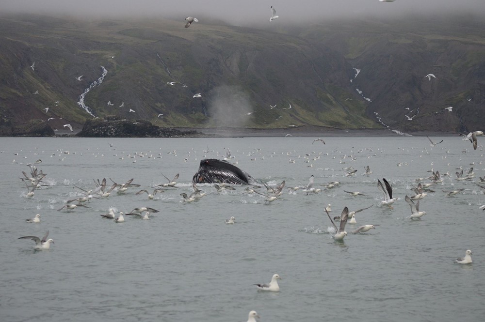 CB_Birds and Whales 3.jpg