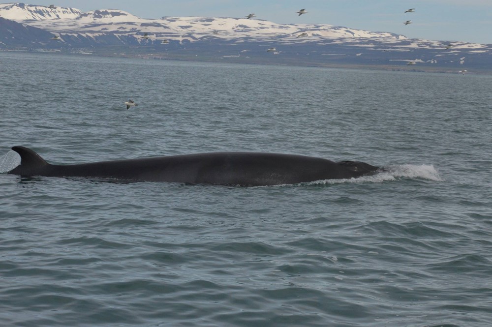 CB_Birds and Whales 4.jpg