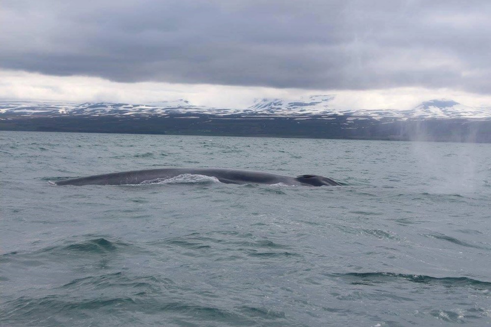 BLUE WHALE IN THE BAY! | Gentle Giants Whale Watching – Húsavík, Iceland