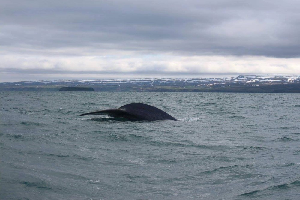 BLUE WHALE IN THE BAY! | Gentle Giants Whale Watching – Húsavík, Iceland