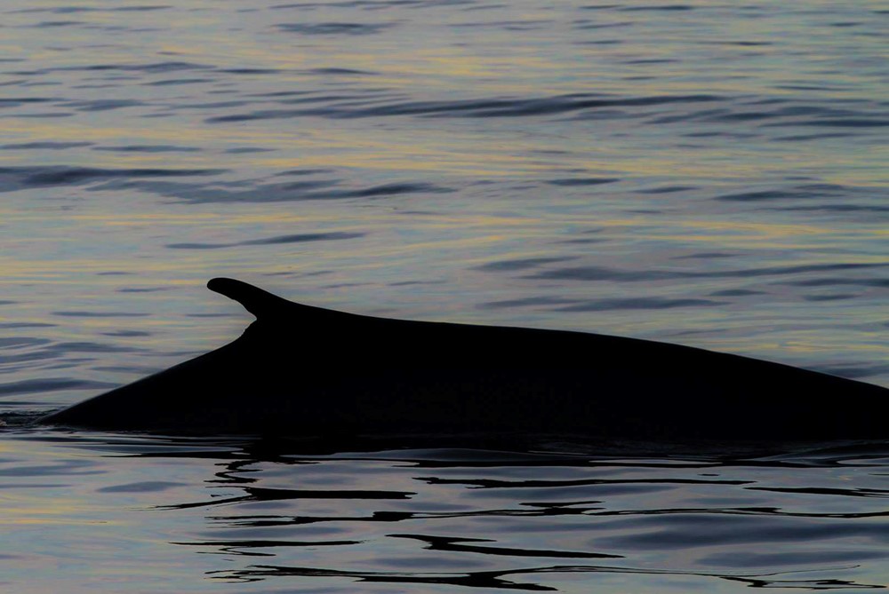 Hybrid whale dorsal fin