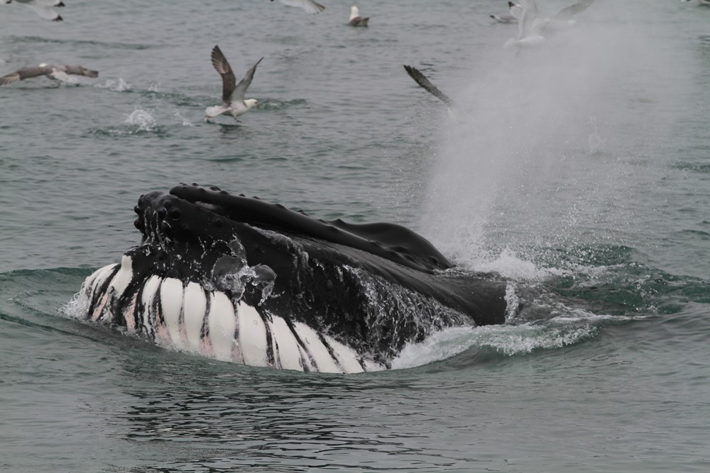 SA_feedingparty2.JPG (1)