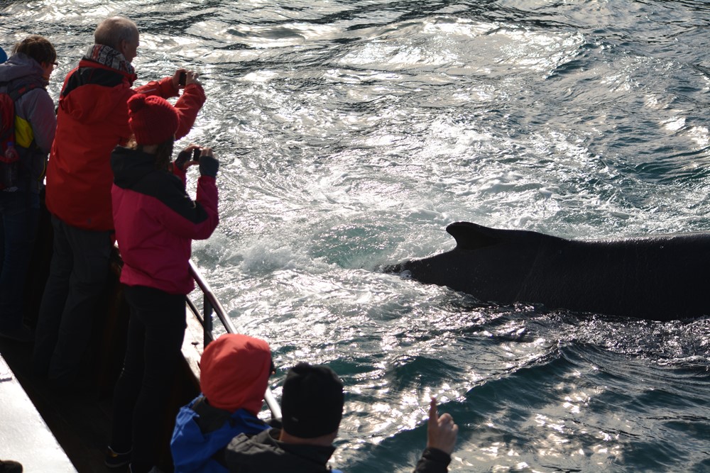 CL_feeding humpback3.JPG
