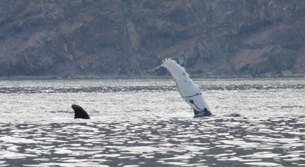 Humpback whale flipper slapping