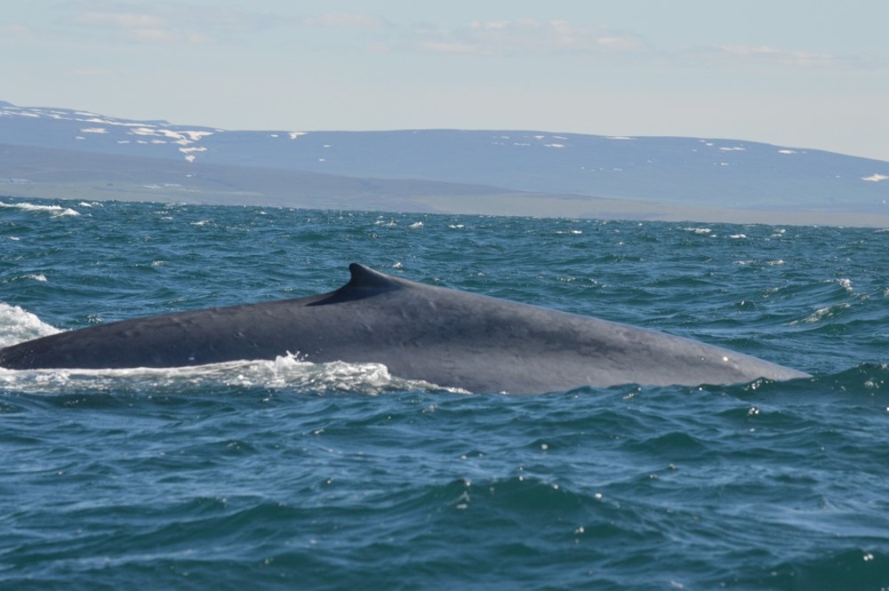 Blue whale dorsal