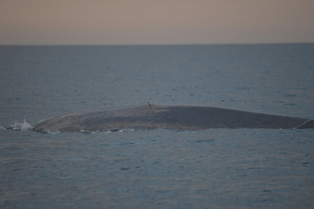 Blue whale with a tag