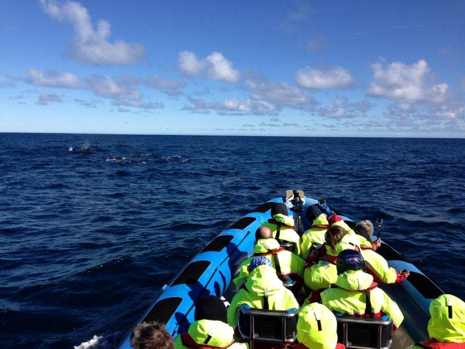 SG_Pilot Whales 2.jpg