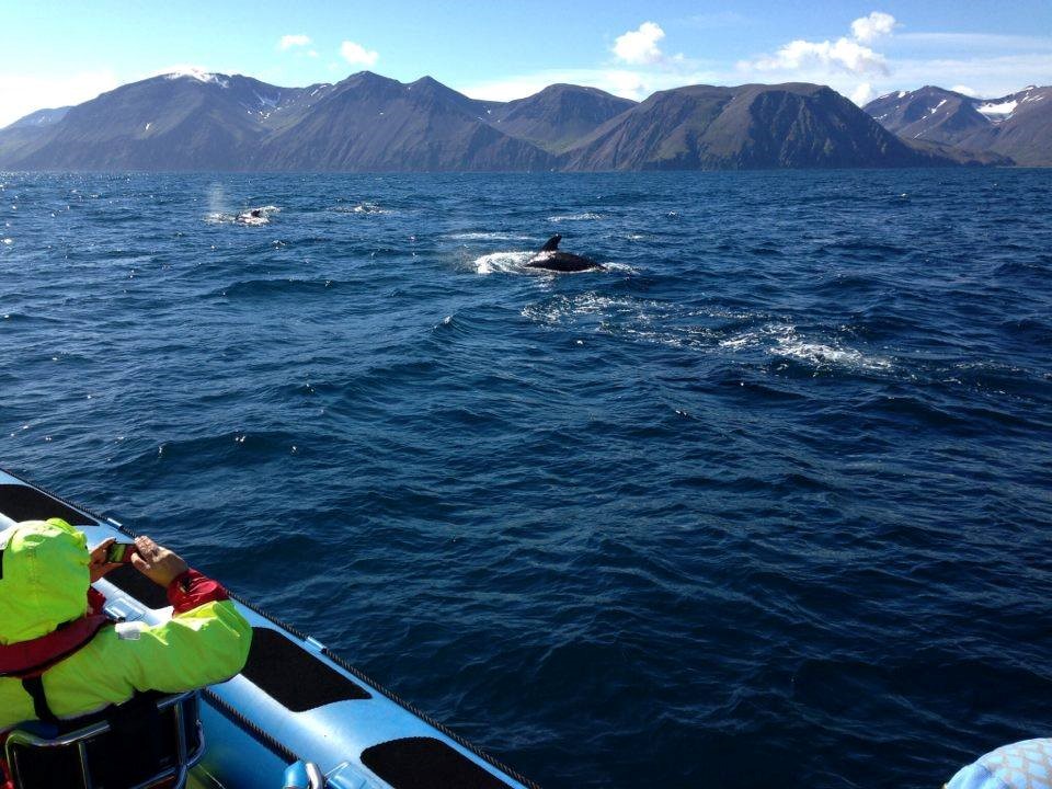 SG_Pilot Whales1.jpg