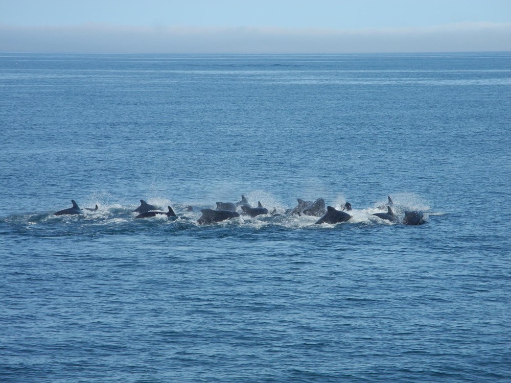 SA_Pilot Whales 2.jpg