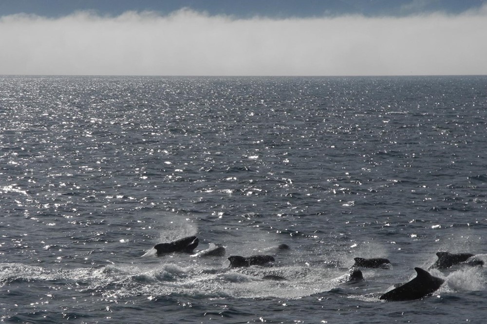 SA_Pilot Whales 3.jpg