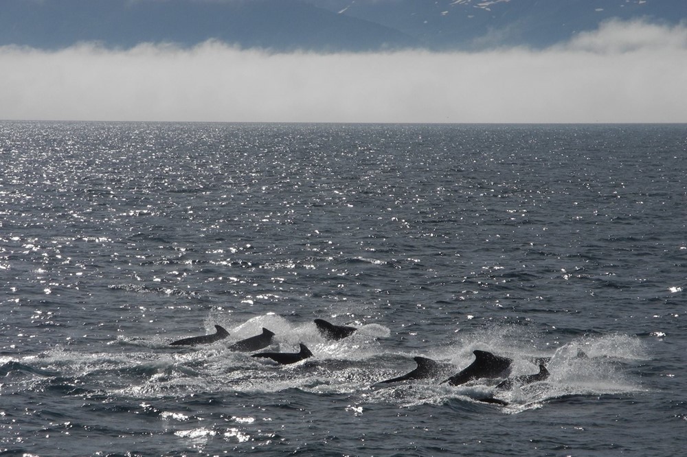 SA_Pilot Whales 4.jpg