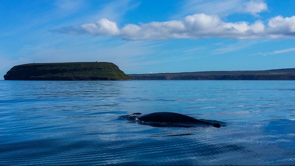 SA_humpback at Lundey.jpg