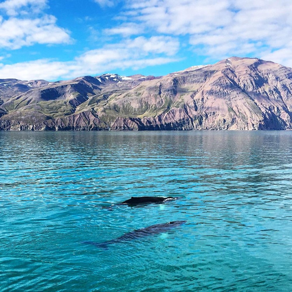 ANB_two humpbacks September.jpg